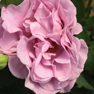 Vrtnice v spletni trgovini - Vrtnice Floribunda - roza - vijolična - Rosa Terra Limburgia - Vrtnica brez vonja - Jozef Orye - -